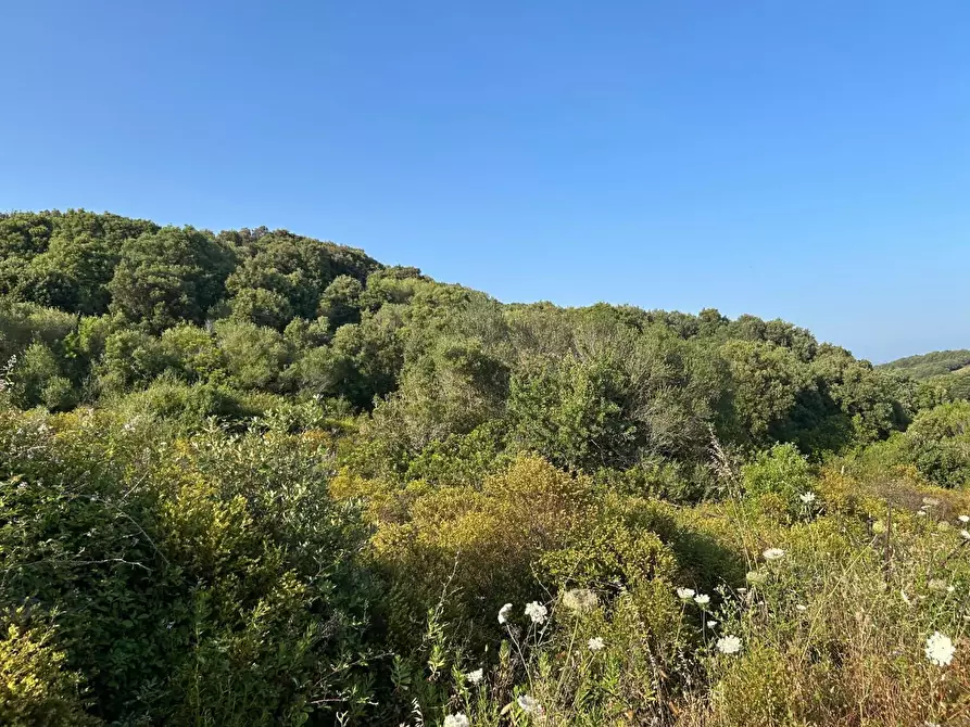 Immagine 53 di Casa colonica in vendita  a Luogosanto