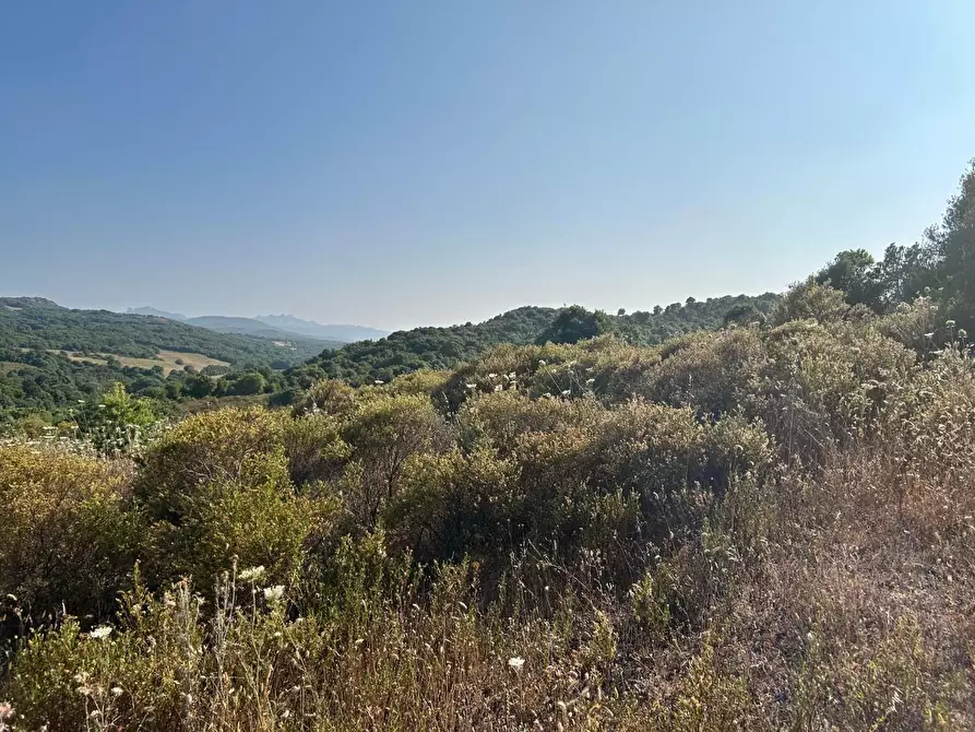 Immagine 25 di Casa colonica in vendita  a Luogosanto