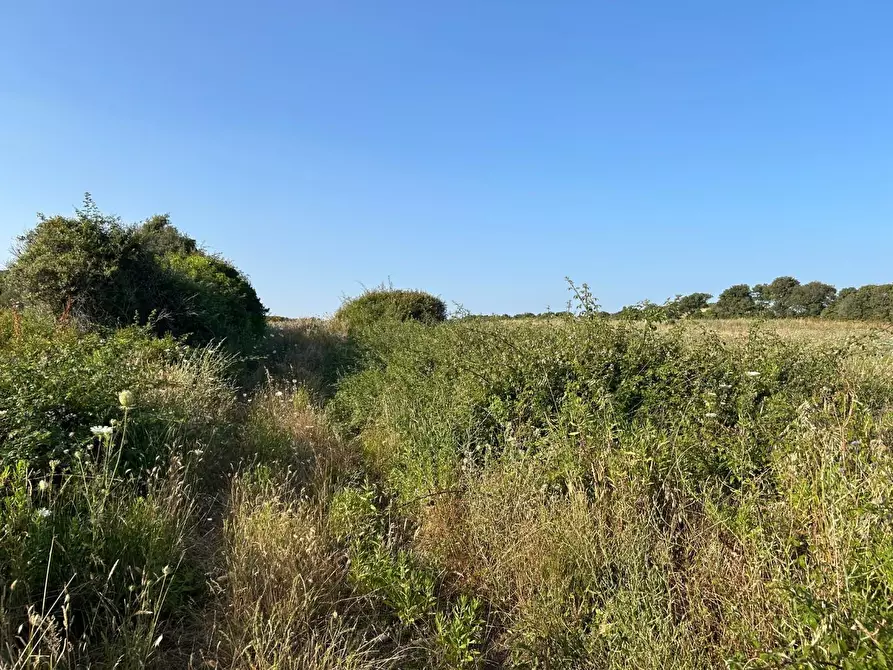 Immagine 63 di Casa colonica in vendita  a Luogosanto