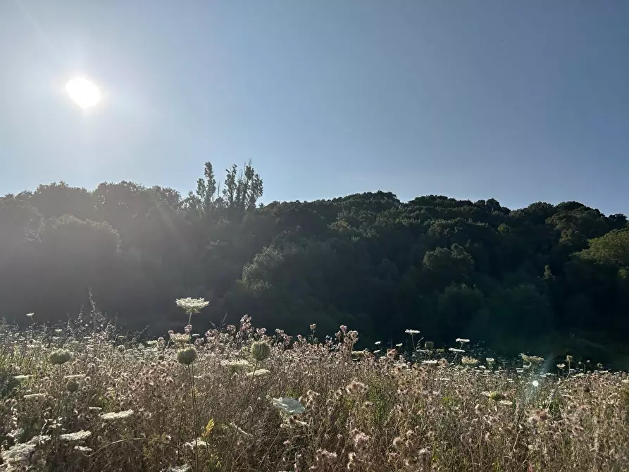 Immagine 57 di Casa colonica in vendita  a Luogosanto