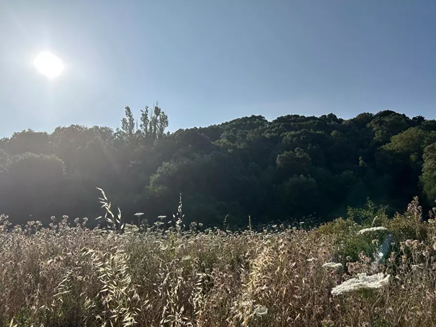 Immagine 58 di Casa colonica in vendita  a Luogosanto