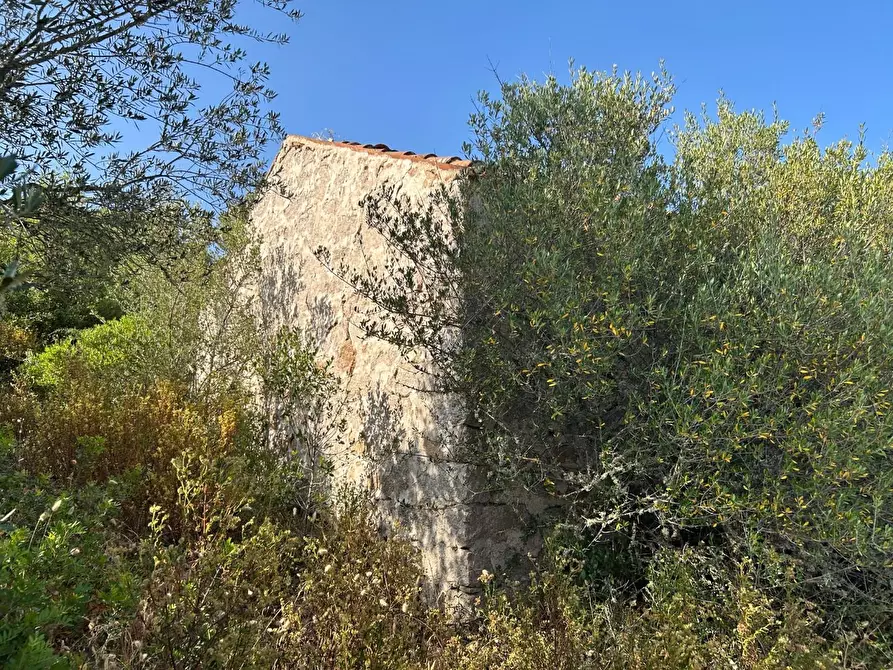 Immagine 10 di Casa colonica in vendita  a Luogosanto