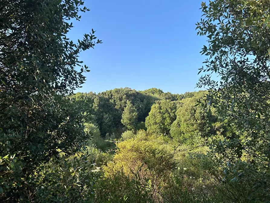 Immagine 47 di Casa colonica in vendita  a Luogosanto