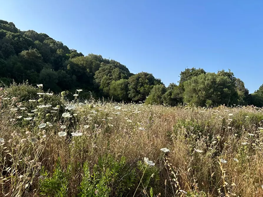 Immagine 55 di Casa colonica in vendita  a Luogosanto