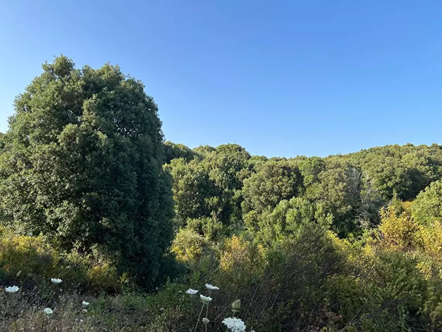 Immagine 49 di Casa colonica in vendita  a Luogosanto