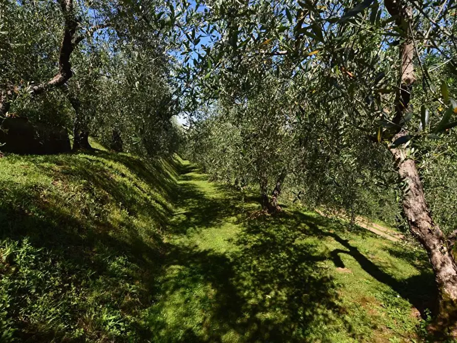 Immagine 9 di Terratetto in vendita  a Capannori