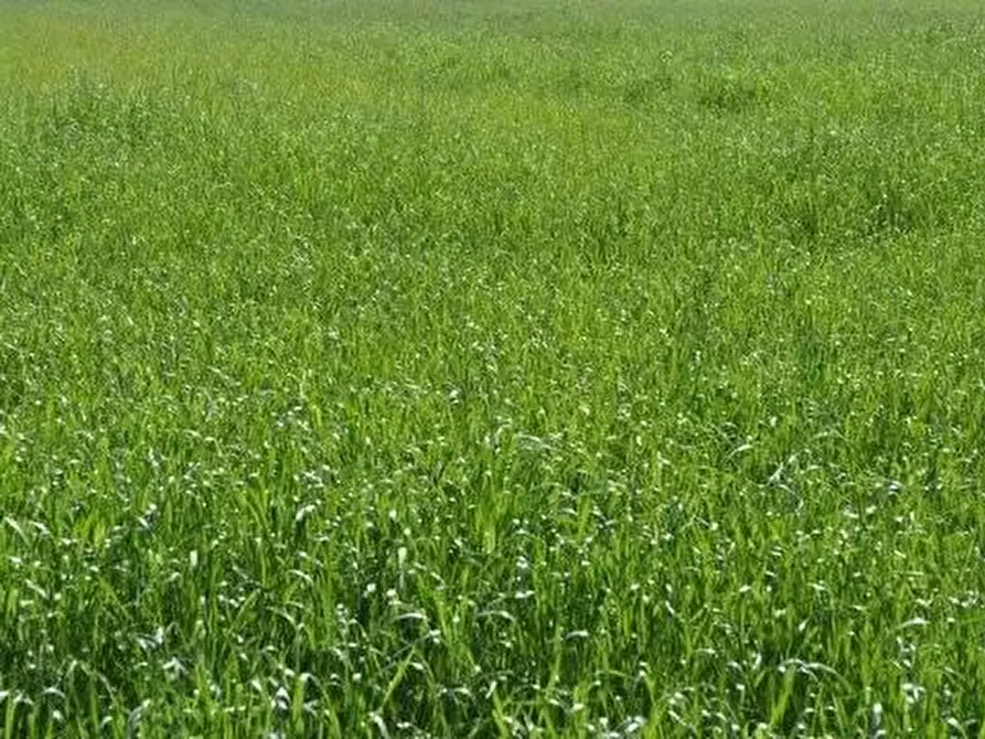 Immagine 1 di Terreno agricolo in vendita  a Carrara