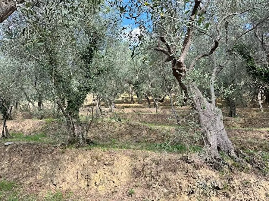 Immagine 31 di Casa colonica in vendita  a Camaiore