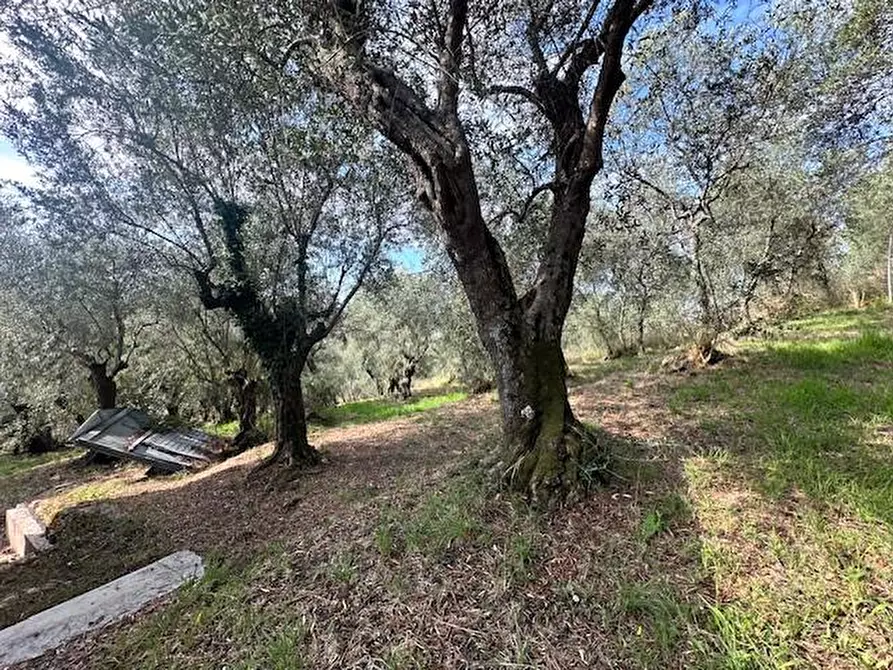 Immagine 34 di Casa colonica in vendita  a Camaiore