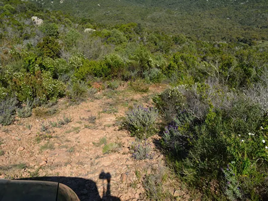 Immagine 71 di Casa colonica in vendita  a Aglientu