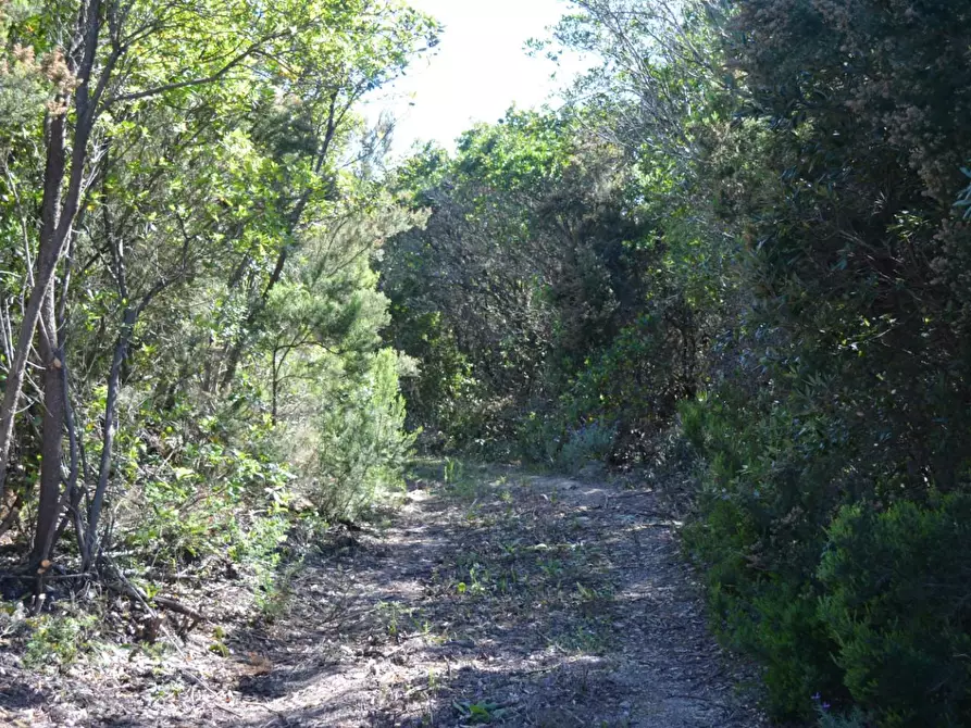 Immagine 57 di Casa colonica in vendita  a Aglientu