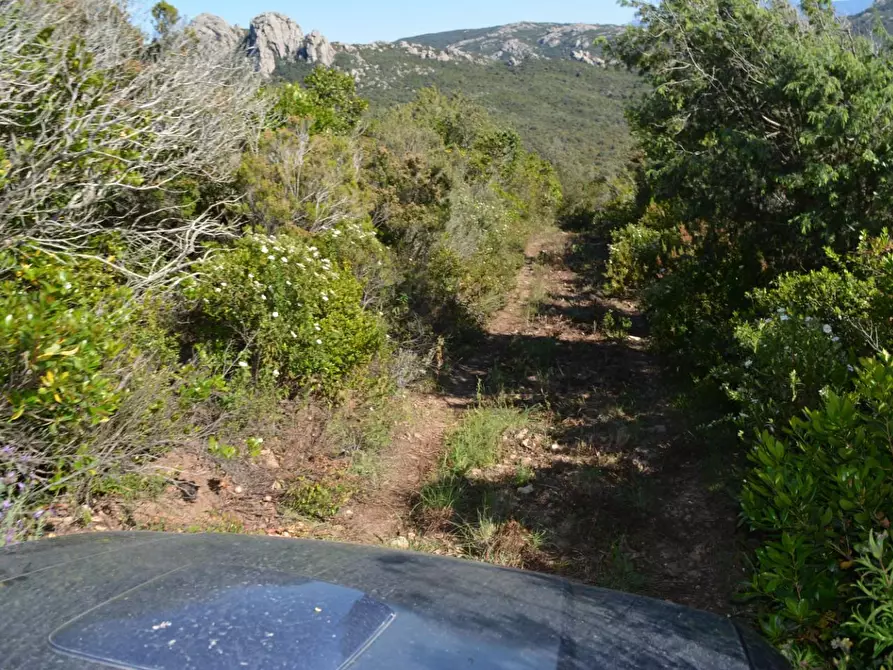 Immagine 61 di Casa colonica in vendita  a Aglientu