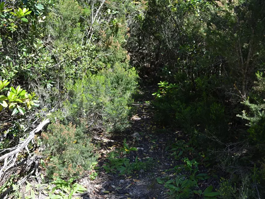 Immagine 55 di Casa colonica in vendita  a Aglientu