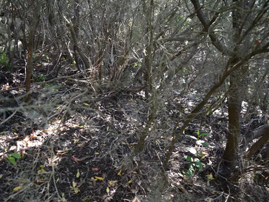 Immagine 58 di Casa colonica in vendita  a Aglientu