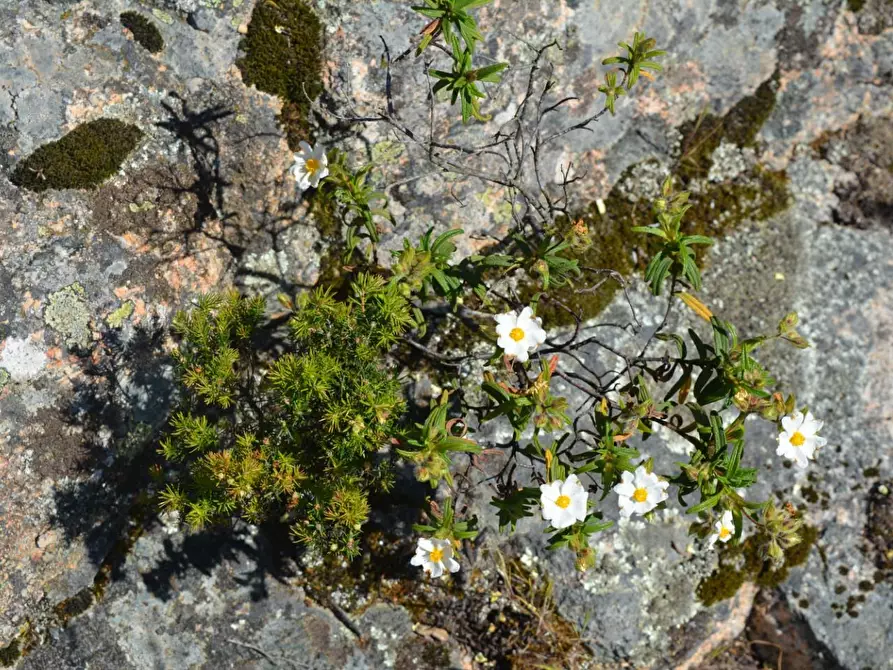 Immagine 51 di Casa colonica in vendita  a Aglientu