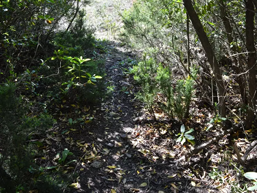 Immagine 54 di Casa colonica in vendita  a Aglientu