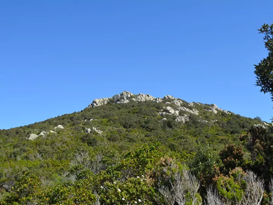 Immagine 31 di Casa colonica in vendita  a Aglientu