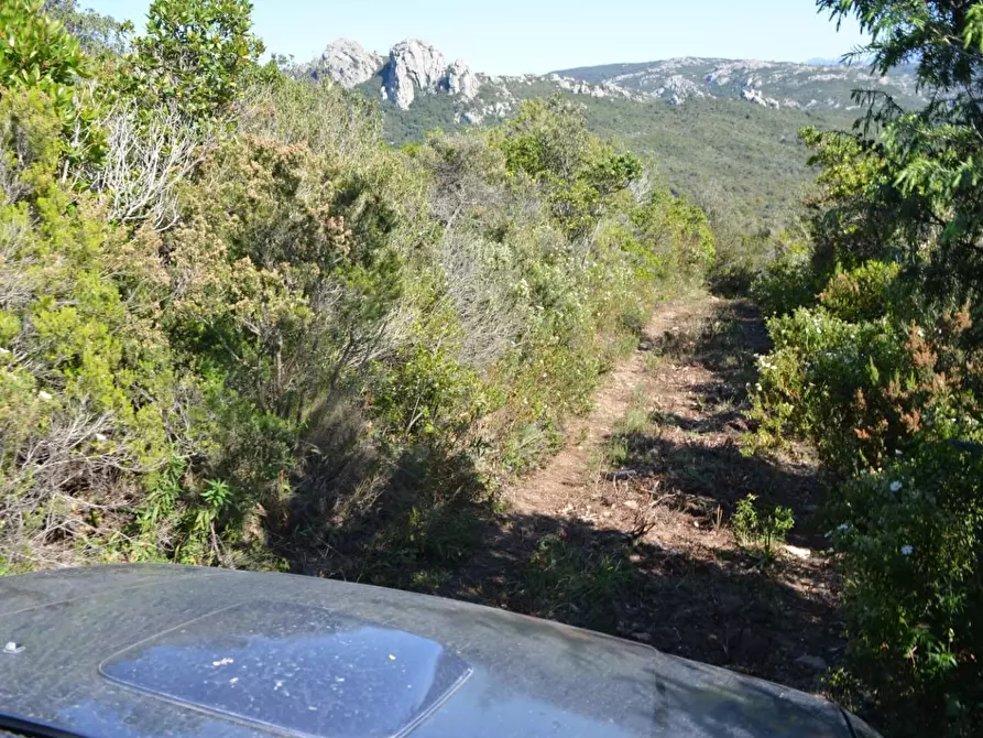 Immagine 62 di Casa colonica in vendita  a Aglientu