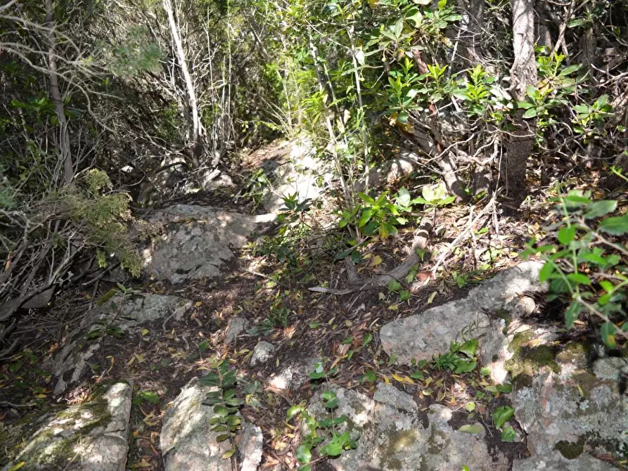 Immagine 53 di Casa colonica in vendita  a Aglientu