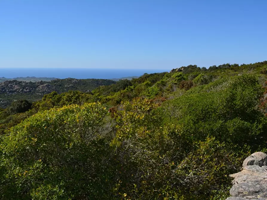 Immagine 11 di Casa colonica in vendita  a Aglientu