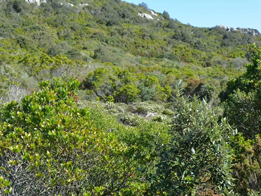 Immagine 38 di Casa colonica in vendita  a Aglientu