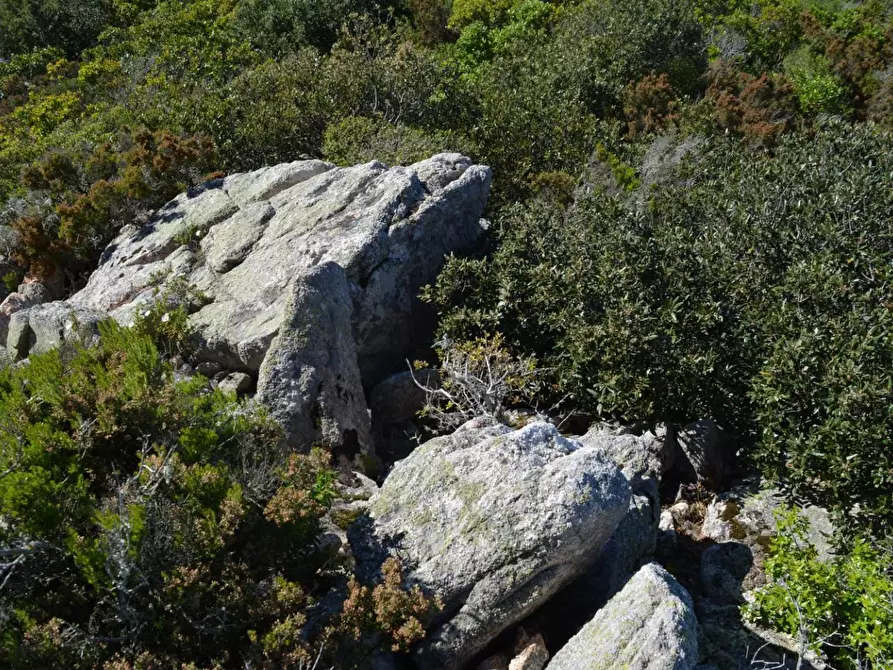 Immagine 45 di Casa colonica in vendita  a Aglientu