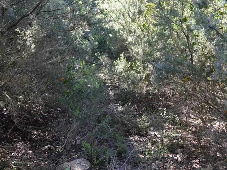 Immagine 59 di Casa colonica in vendita  a Aglientu