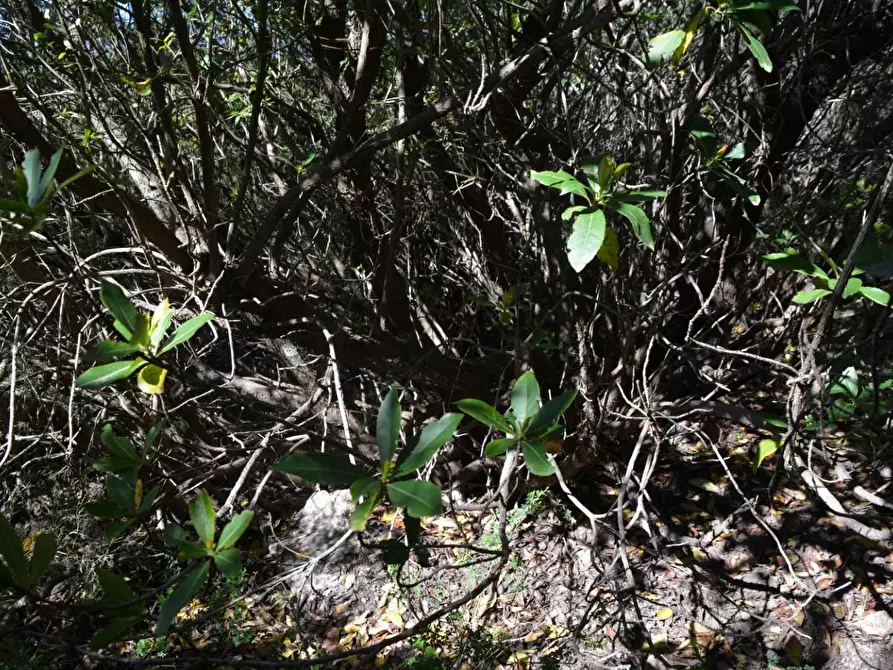 Immagine 60 di Casa colonica in vendita  a Aglientu
