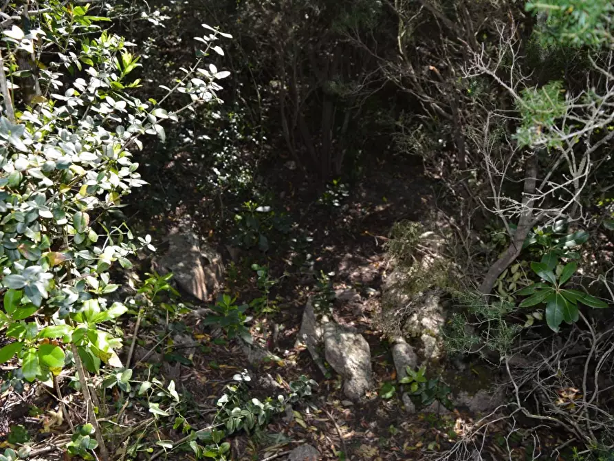 Immagine 52 di Casa colonica in vendita  a Aglientu