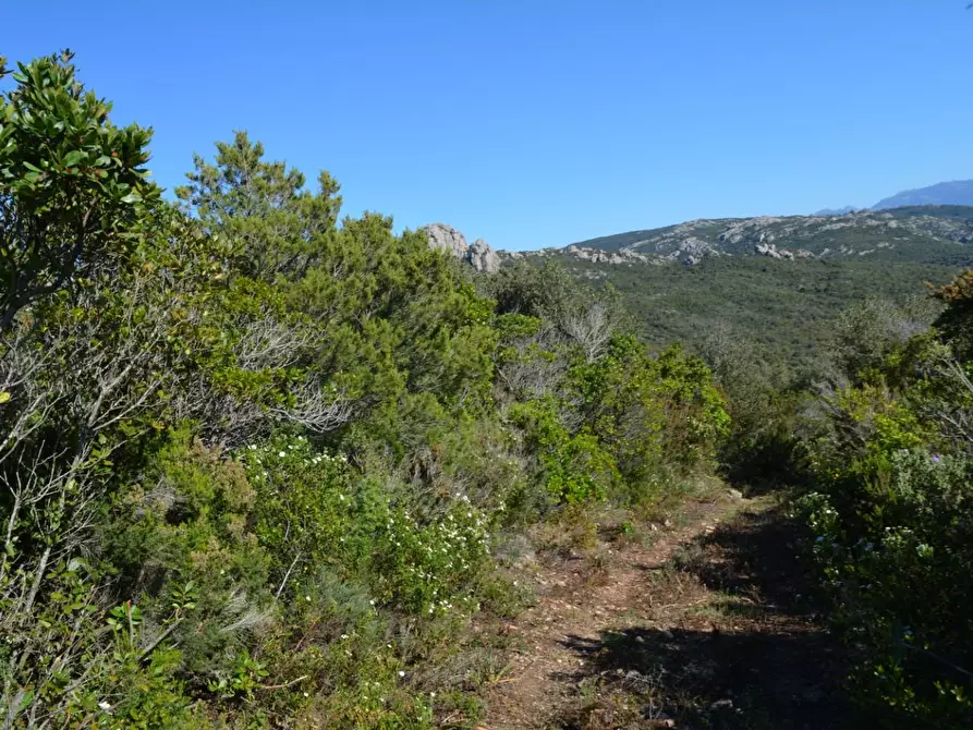 Immagine 64 di Casa colonica in vendita  a Aglientu