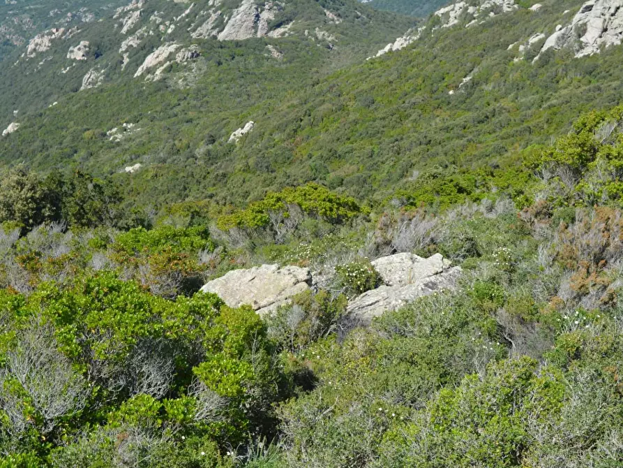 Immagine 39 di Casa colonica in vendita  a Aglientu