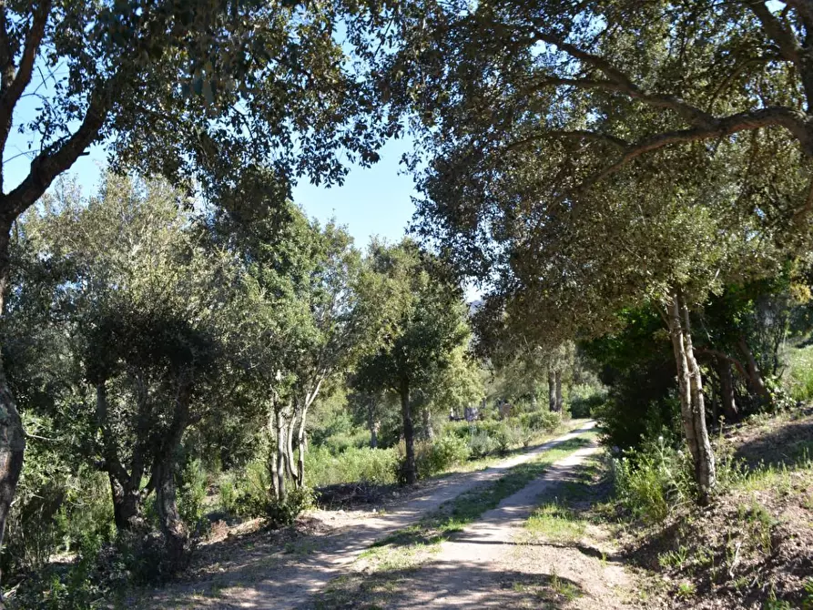 Immagine 79 di Casa colonica in vendita  a Aglientu