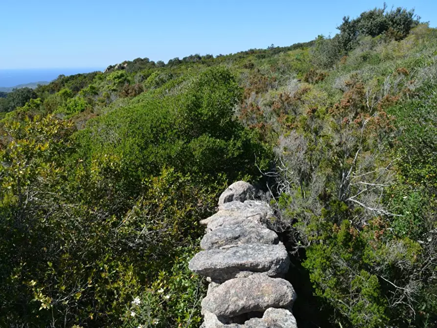 Immagine 12 di Casa colonica in vendita  a Aglientu