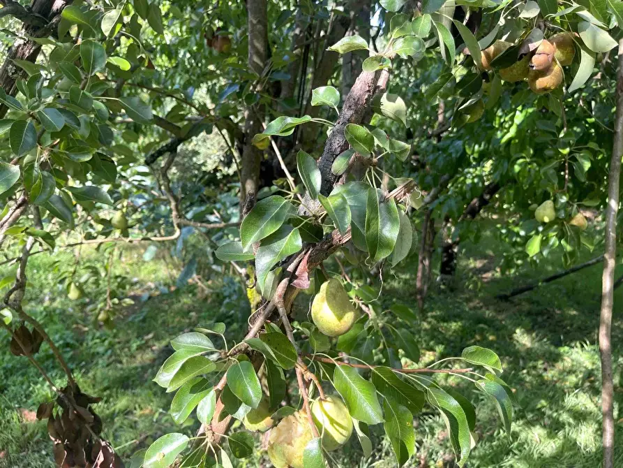 Immagine 36 di Appartamento in vendita  a Carro