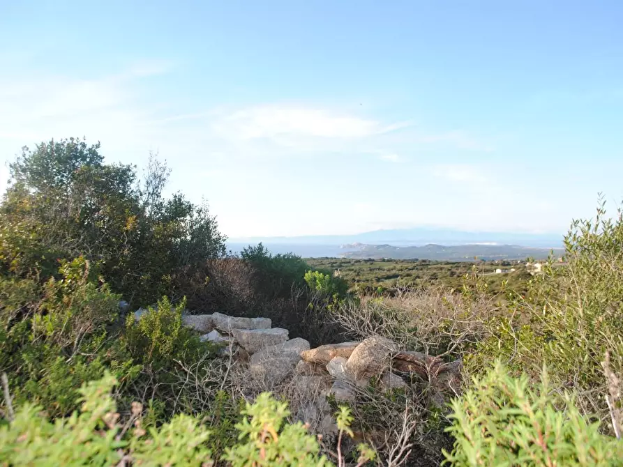 Immagine 17 di Terreno agricolo in vendita  a Aglientu