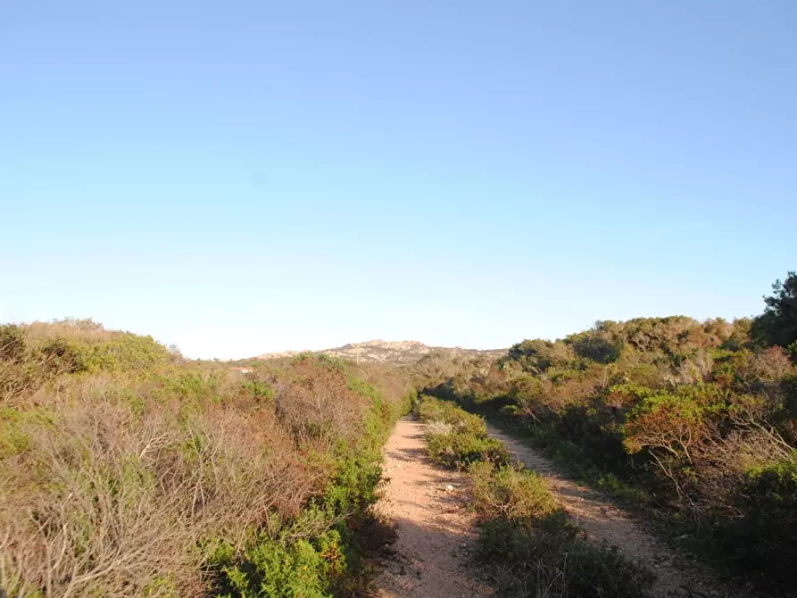 Immagine 15 di Terreno agricolo in vendita  a Aglientu