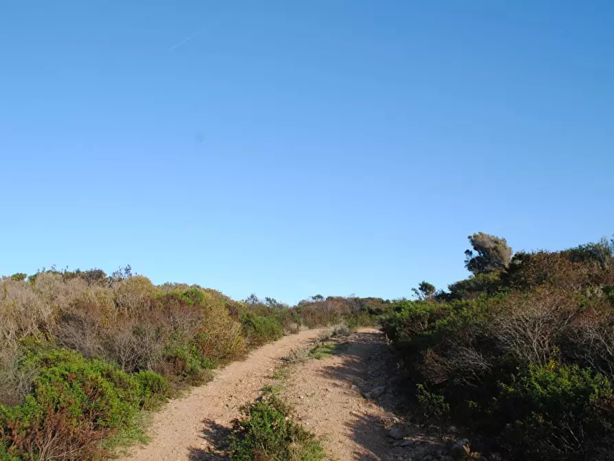 Immagine 11 di Terreno agricolo in vendita  a Aglientu