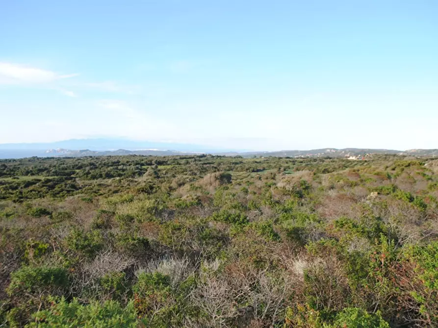 Immagine 5 di Terreno agricolo in vendita  a Aglientu