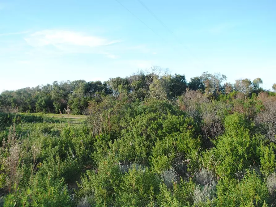 Immagine 21 di Terreno agricolo in vendita  a Aglientu