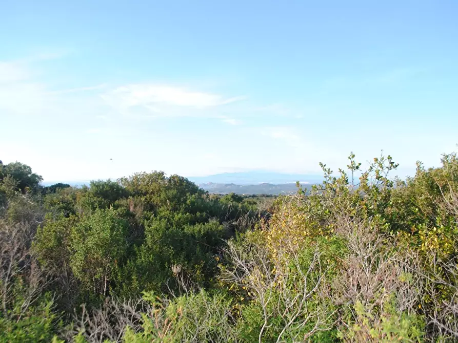 Immagine 16 di Terreno agricolo in vendita  a Aglientu