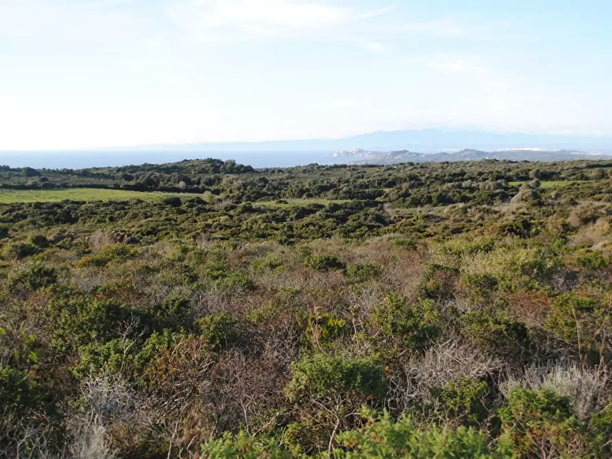 Immagine 4 di Terreno agricolo in vendita  a Aglientu