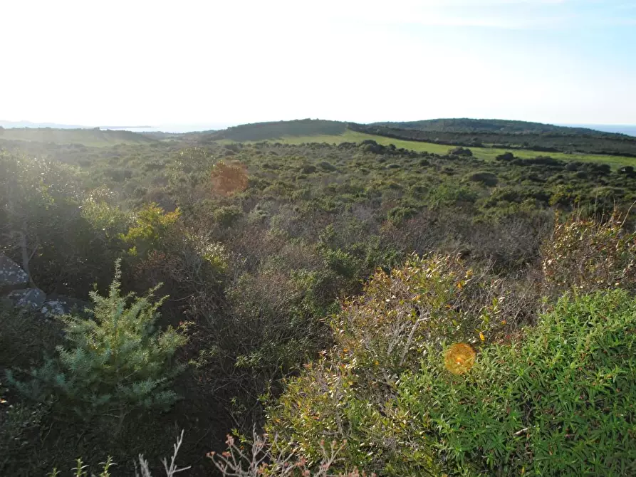 Immagine 6 di Terreno agricolo in vendita  a Aglientu