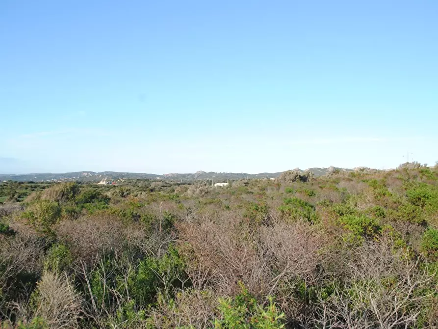 Immagine 7 di Terreno agricolo in vendita  a Aglientu