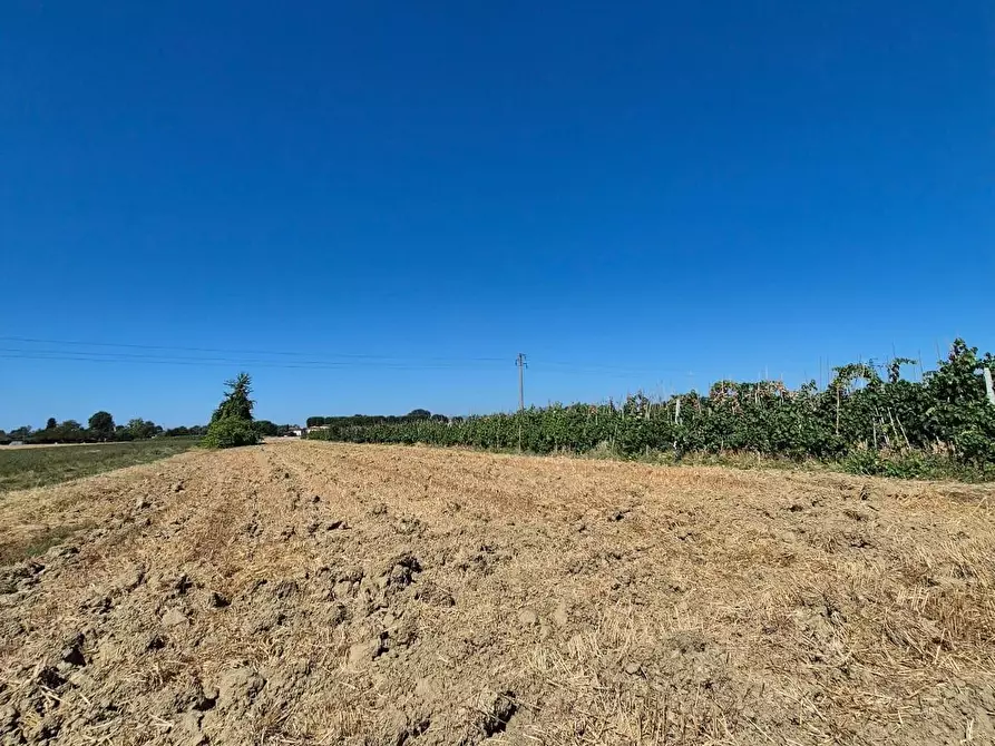 Immagine 5 di Terreno agricolo in vendita  a Fucecchio