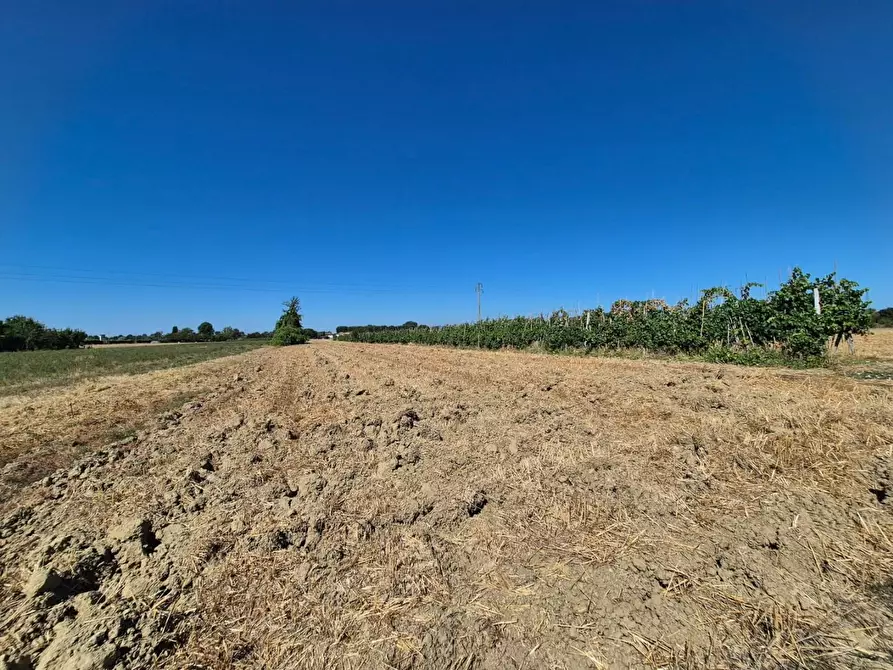Immagine 6 di Terreno agricolo in vendita  a Fucecchio