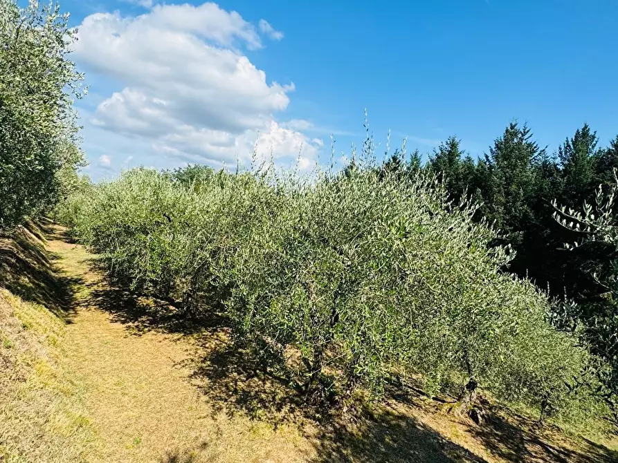 Immagine 11 di Terratetto in vendita  a Capannori