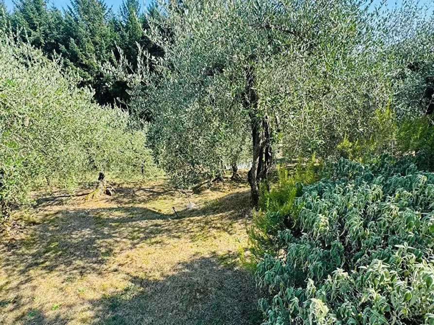 Immagine 15 di Terratetto in vendita  a Capannori