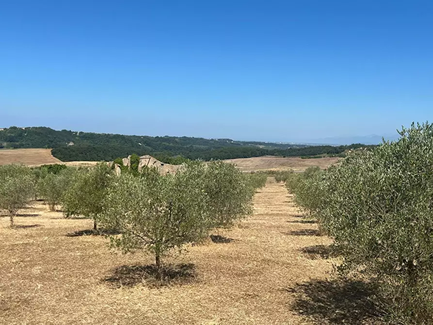 Immagine 22 di Casa colonica in vendita  a Casciana Terme Lari