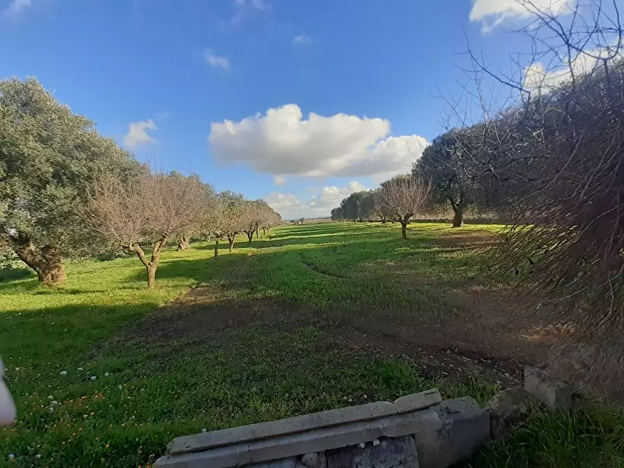 Immagine 5 di Terreno industriale in vendita  a Crispiano