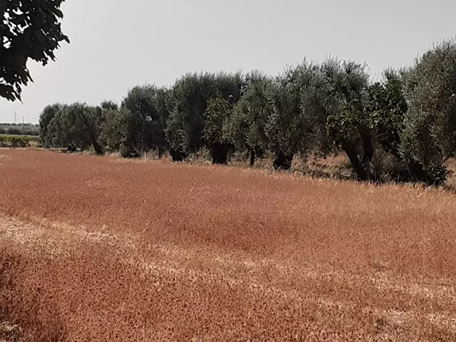 Immagine 11 di Terreno industriale in vendita  a Crispiano